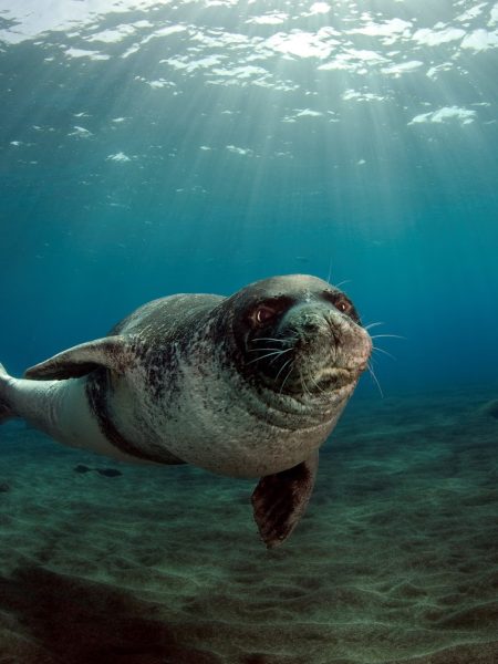 Mediterranean monk seal – critically endangered Mediterranean monk seal - critically endangered
